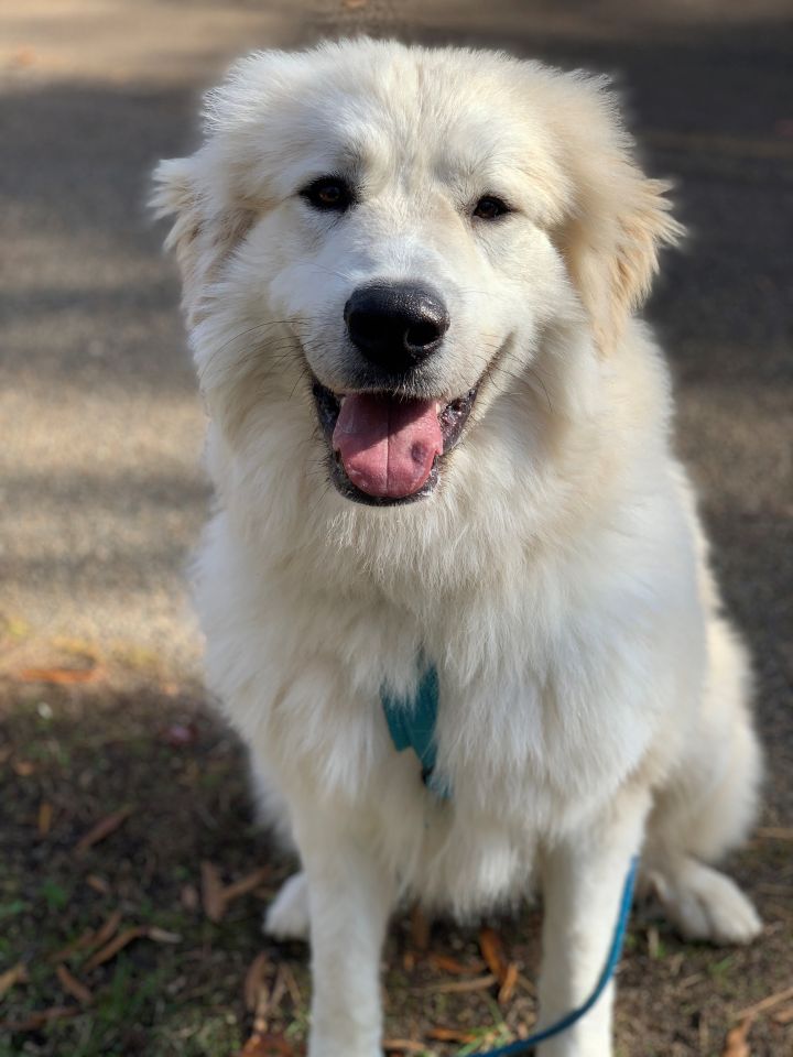 42 HQ Photos Puppies For Adoption In Richmond Va - Saint Bernard Puppies In Virginia