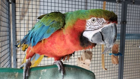 Raffa, an adopted Macaw in North Babylon, NY_image-2