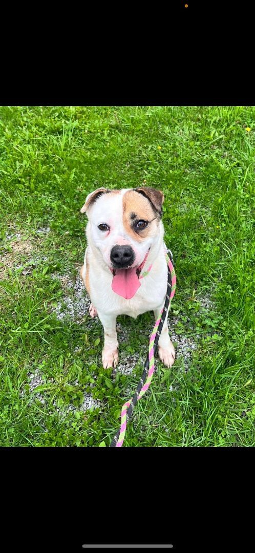 Serena (20201118-01), an adoptable Labrador Retriever in Niagara Falls, ON, L2E 5J4 | Photo Image 2