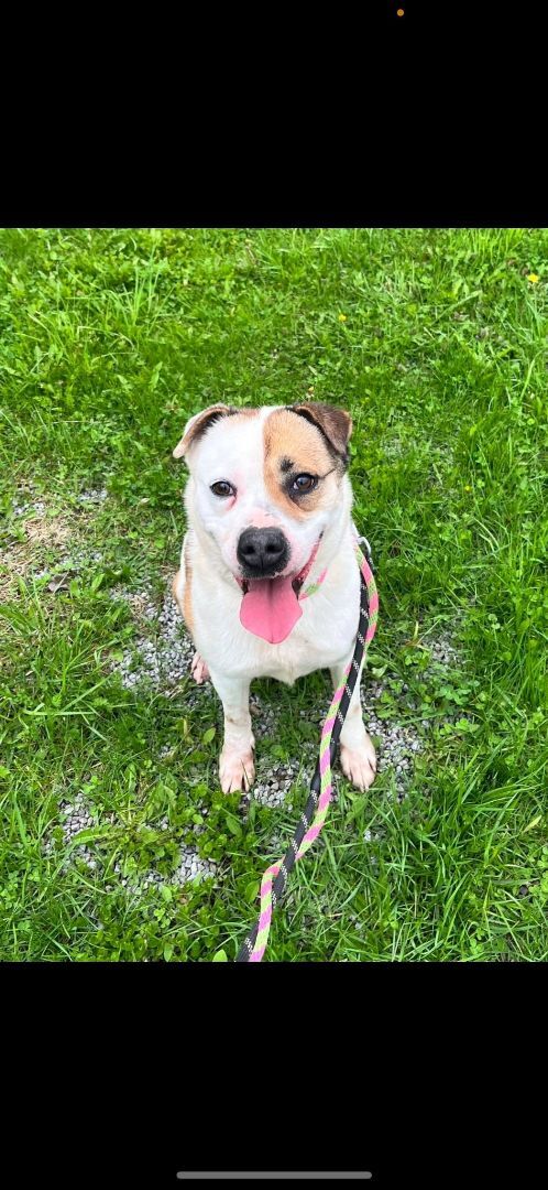 Serena (20201118-01), an adoptable Labrador Retriever in Ridgeway, ON, L0S 1N0 | Photo Image 2