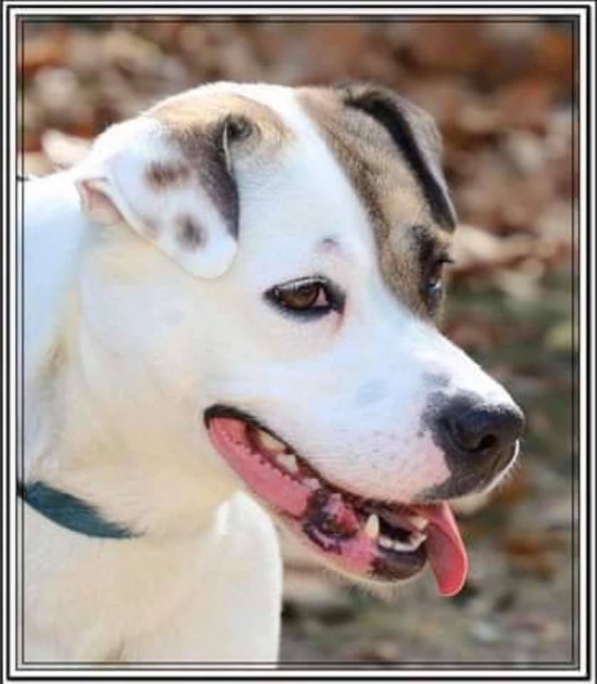 Serena (20201118-01), an adoptable Labrador Retriever in Ridgeway, ON, L0S 1N0 | Photo Image 3