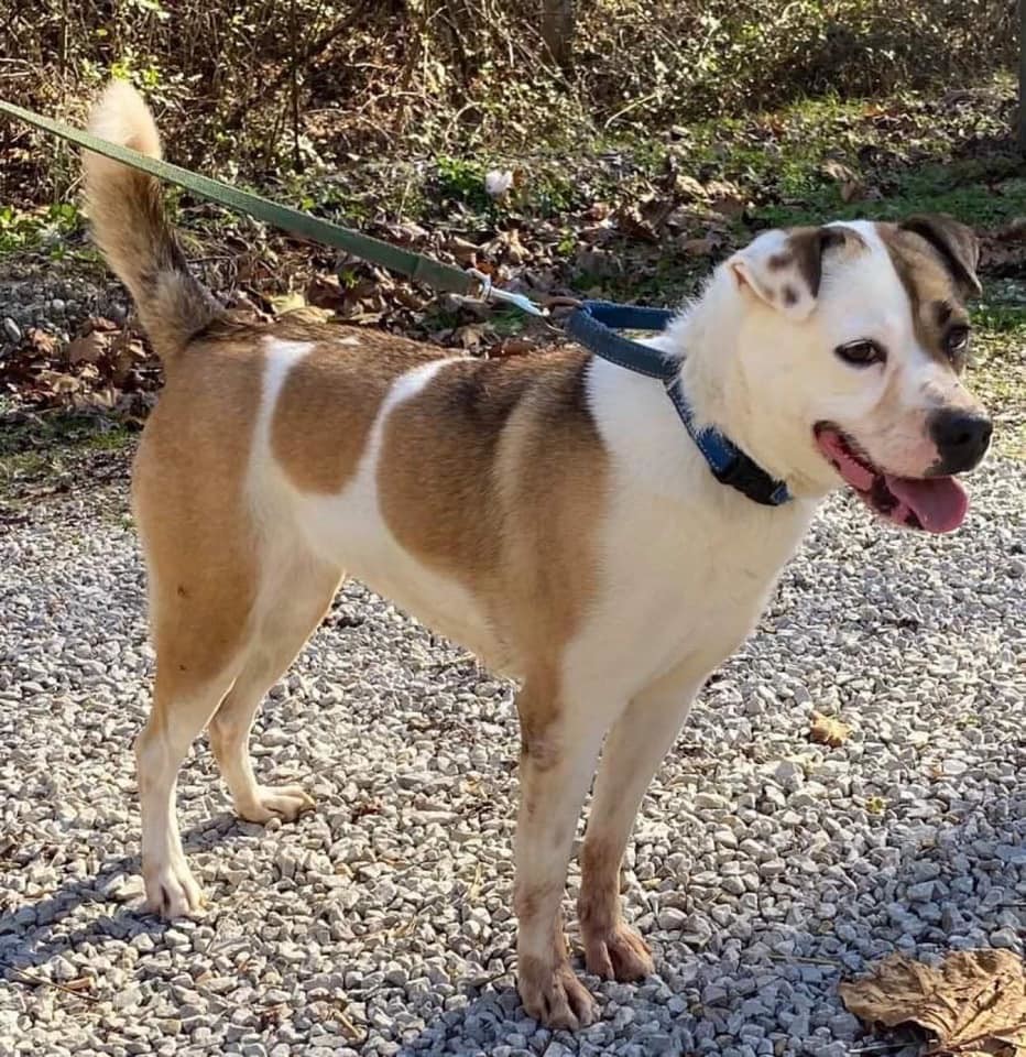 Serena (20201118-01), an adoptable Labrador Retriever in Niagara Falls, ON, L2E 5J4 | Photo Image 6