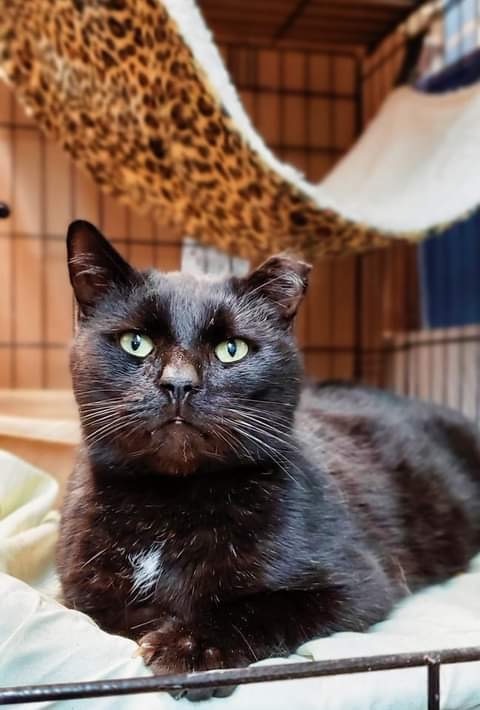 Thor, an adoptable Domestic Short Hair in Portland, IN, 47371 | Photo Image 2
