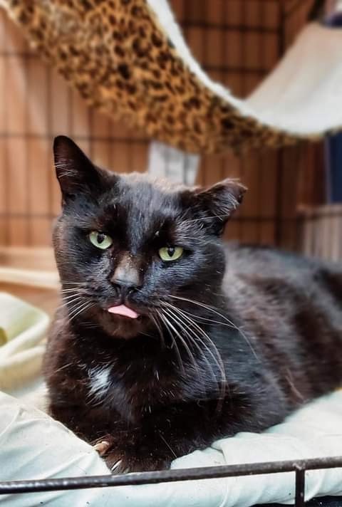 Thor, an adoptable Domestic Short Hair in Portland, IN, 47371 | Photo Image 3