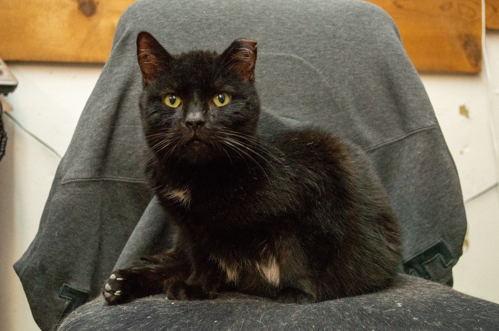 Thor, an adoptable Domestic Short Hair in Portland, IN, 47371 | Photo Image 4