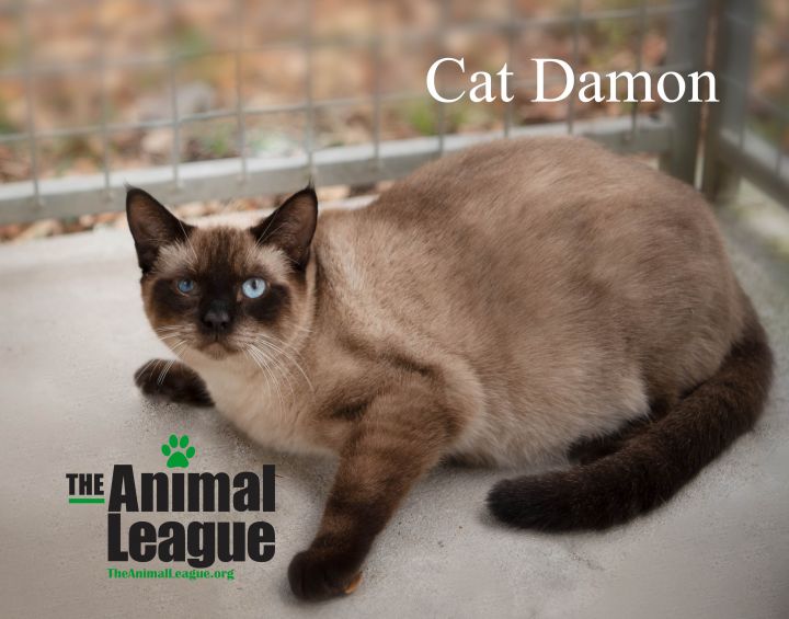 Cat Damon 1