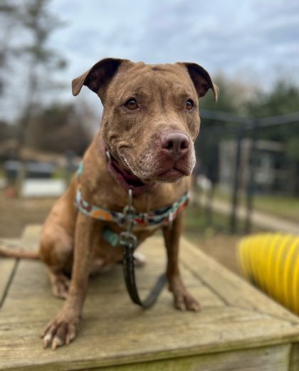 Angel, an adoptable Pit Bull Terrier in Annapolis, MD, 21403 | Photo Image 2