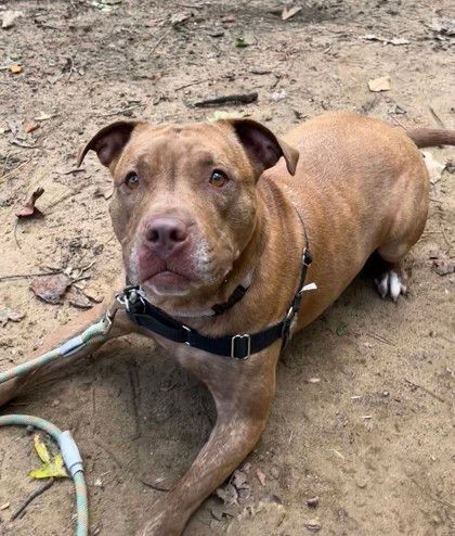 Angel, an adoptable Pit Bull Terrier in Annapolis, MD, 21403 | Photo Image 4