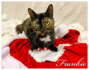 Frankie