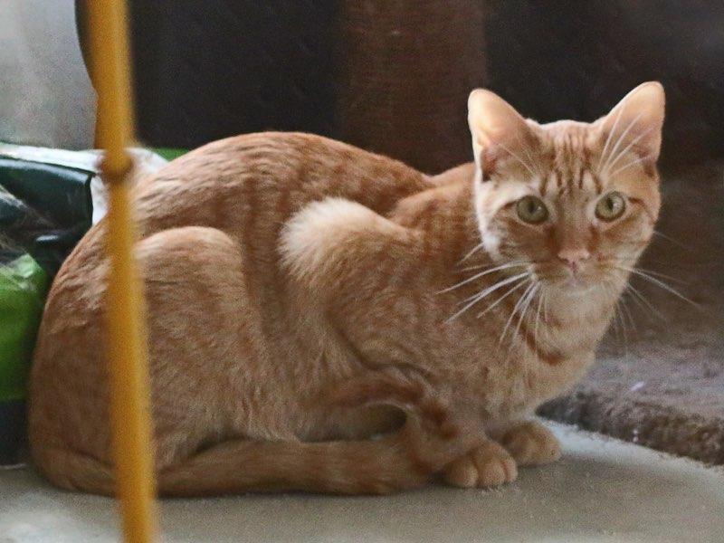 Mason, an adoptable Burmese in Sarasota, FL, 34276 | Photo Image 1