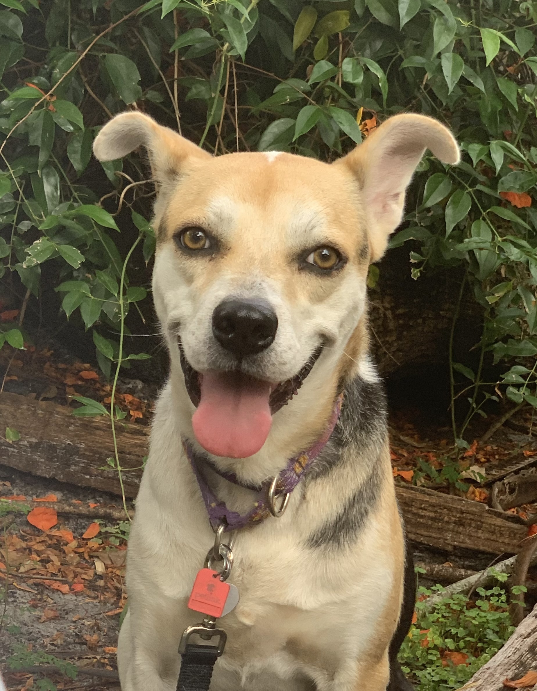 Joey, an adoptable Hound, Shepherd in Davie, FL, 33328 | Photo Image 1