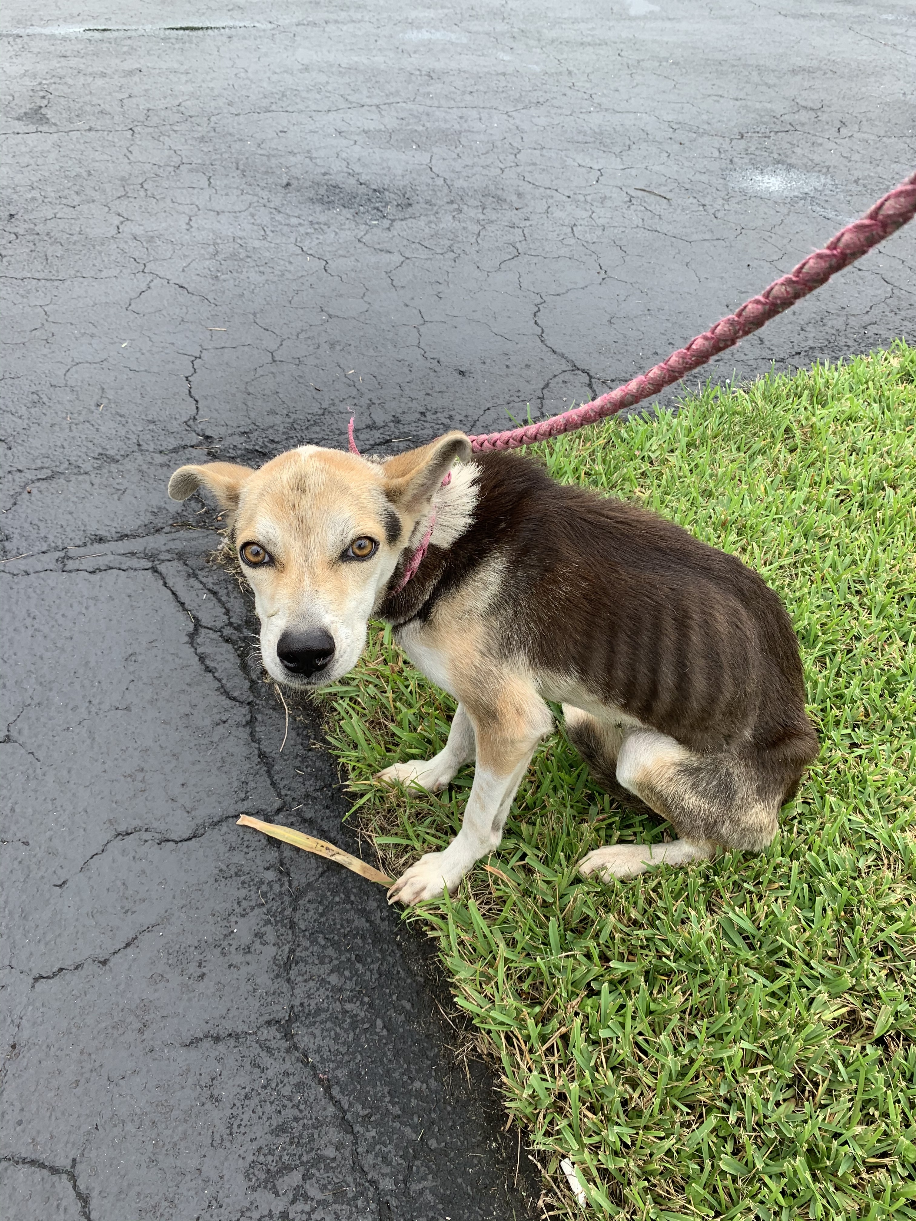 Joey, an adoptable Hound, Shepherd in Davie, FL, 33328 | Photo Image 3