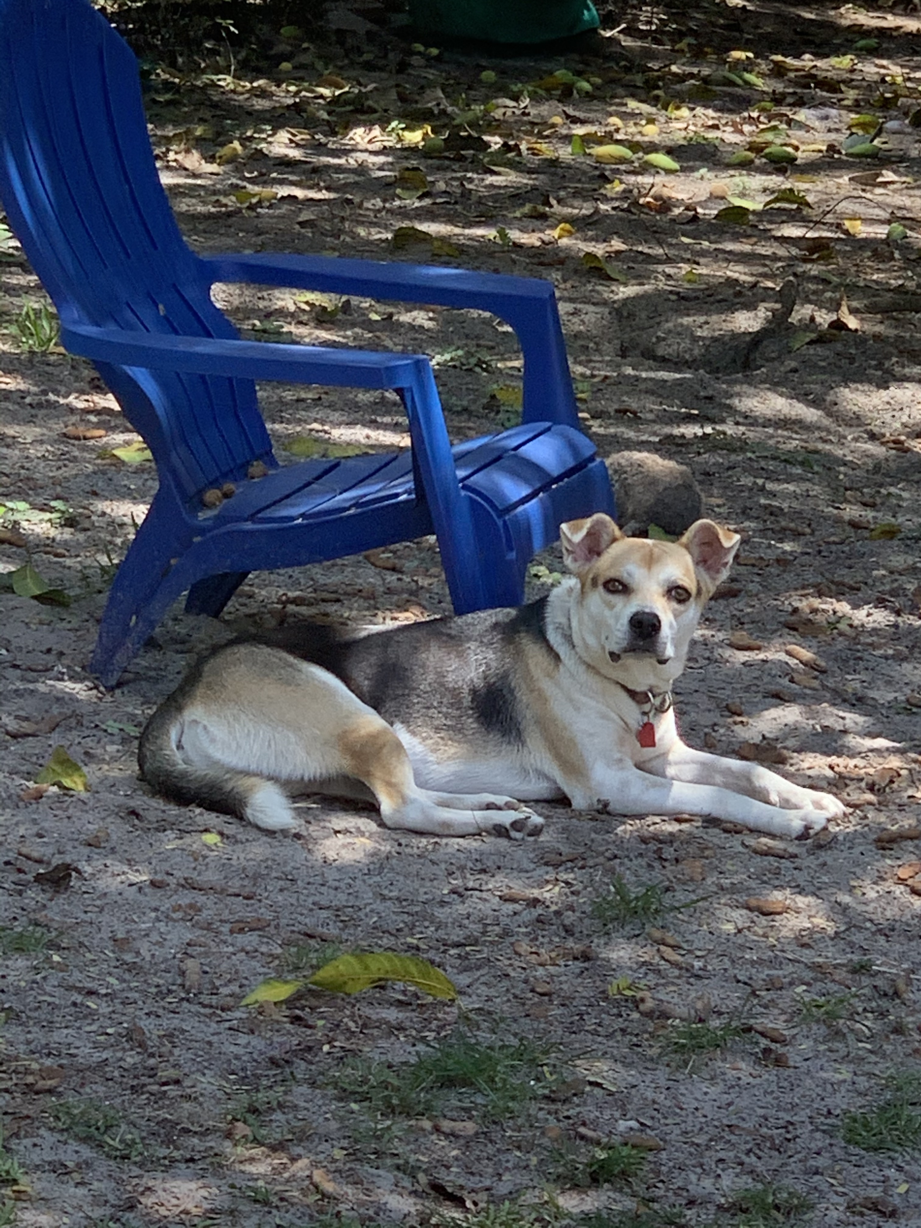 Joey, an adoptable Hound, Shepherd in Davie, FL, 33328 | Photo Image 5