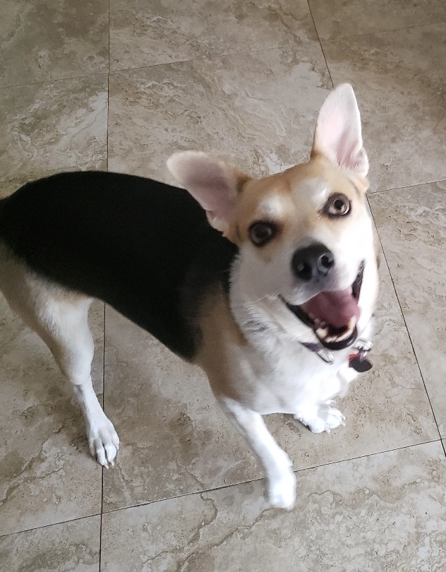 Joey, an adoptable Hound, Shepherd in Davie, FL, 33328 | Photo Image 6