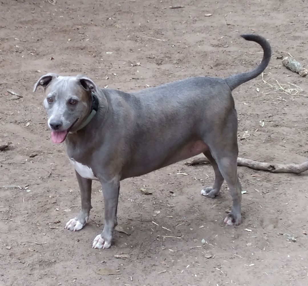 are blue lacy aggressive