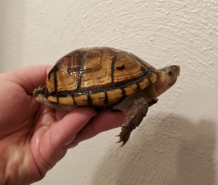 Firecracker E. Mud Turtle 2