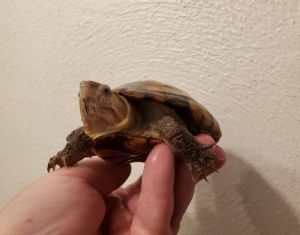 Firecracker E. Mud Turtle