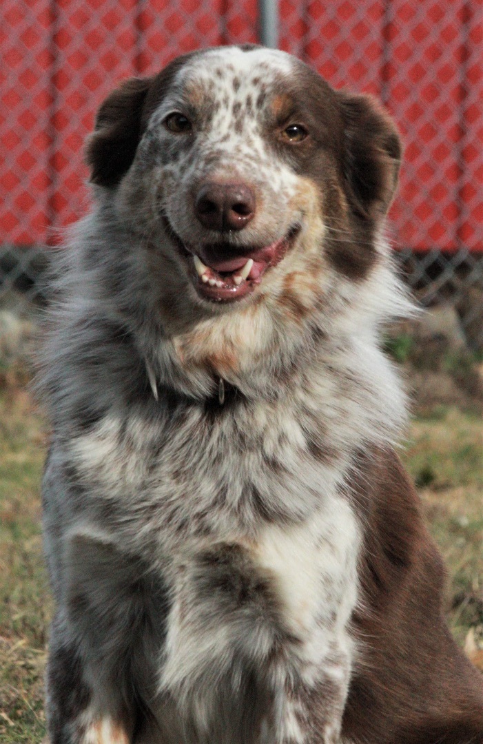 Waylon, an adoptable Australian Shepherd, Australian Cattle Dog / Blue Heeler in O'Fallon, MO, 63366 | Photo Image 4