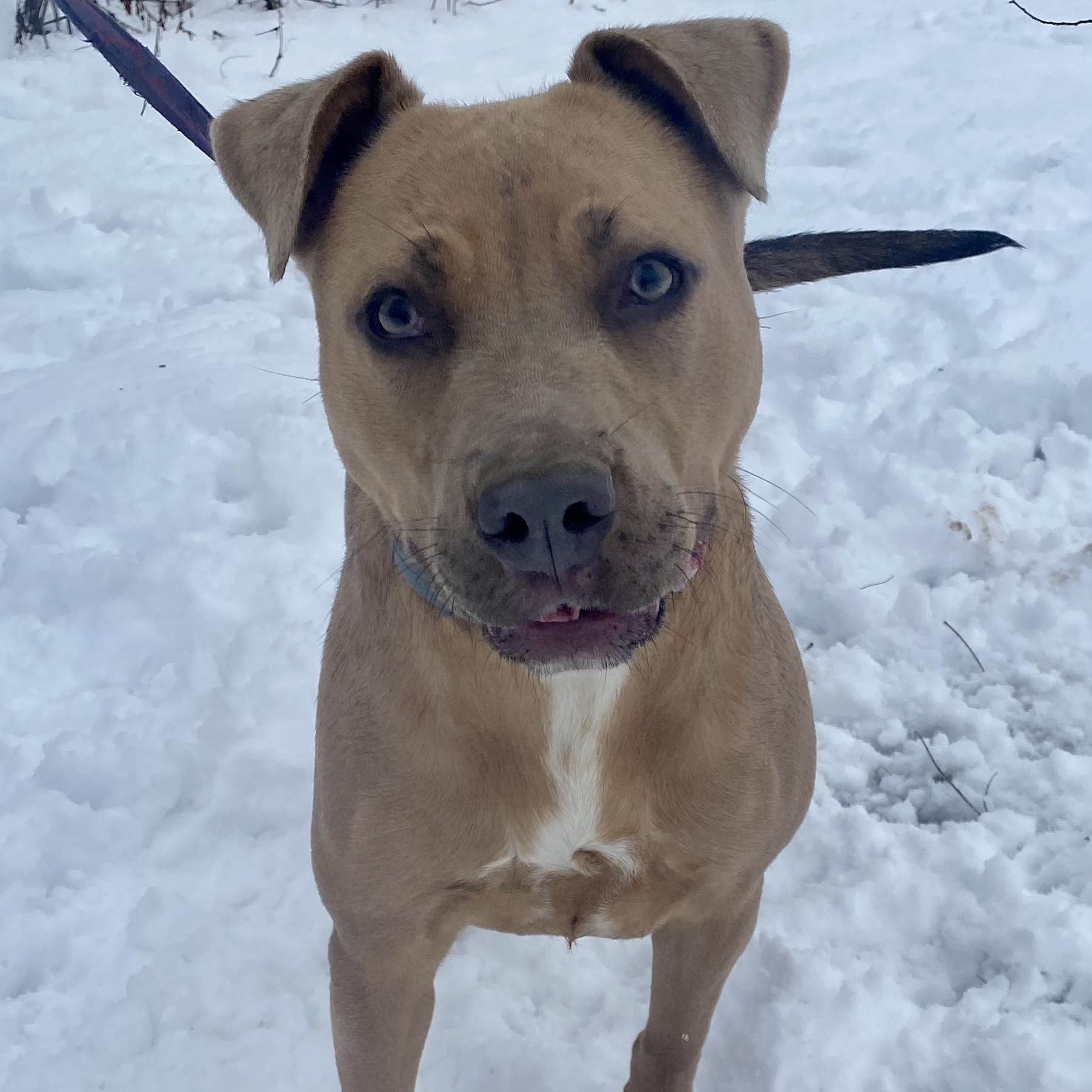 Riley, an adoptable Pit Bull Terrier in Kittanning, PA, 16201 | Photo Image 2