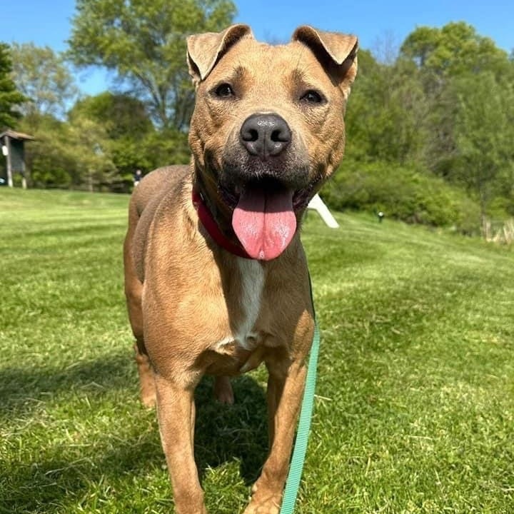 Riley, an adoptable Pit Bull Terrier in Kittanning, PA, 16201 | Photo Image 4