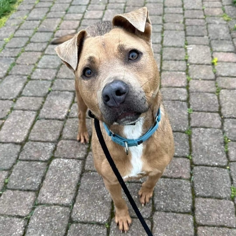 Riley, an adoptable Pit Bull Terrier in Kittanning, PA, 16201 | Photo Image 5