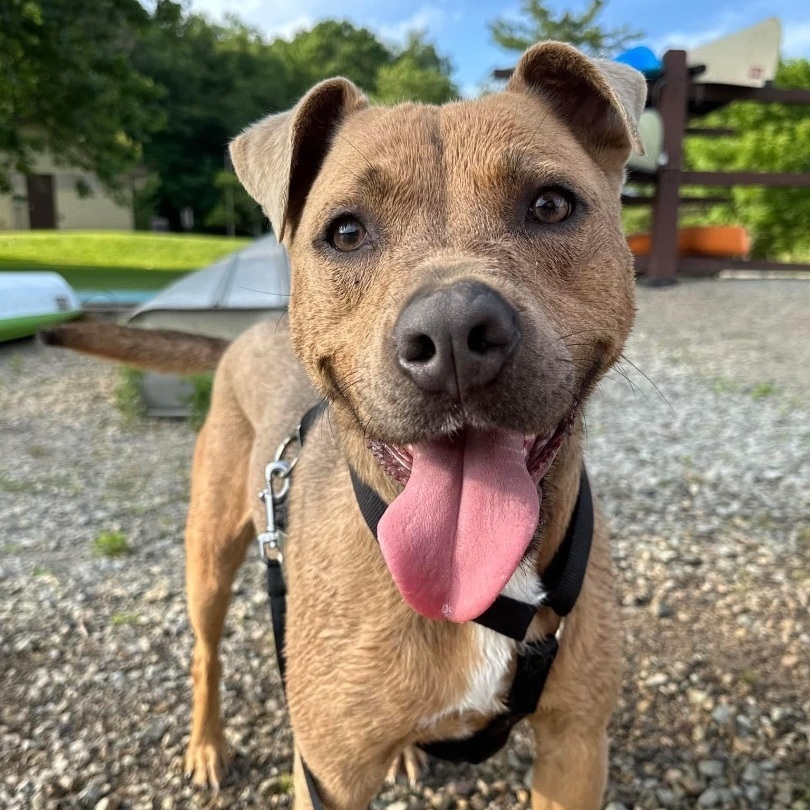 Riley, an adoptable Pit Bull Terrier in Kittanning, PA, 16201 | Photo Image 6