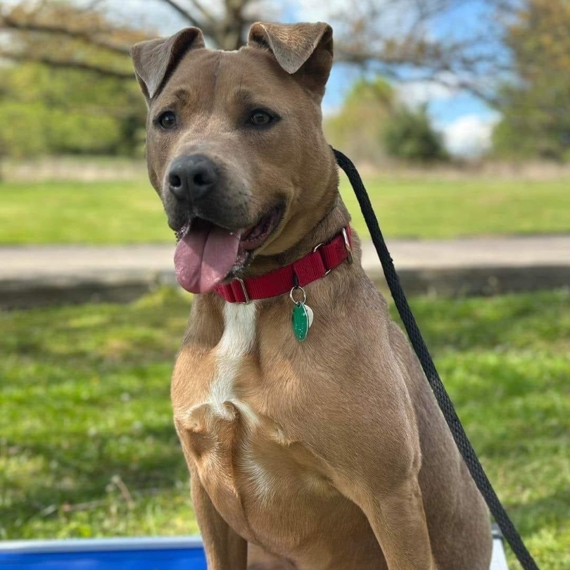 Riley, an adoptable Pit Bull Terrier in Kittanning, PA, 16201 | Photo Image 1