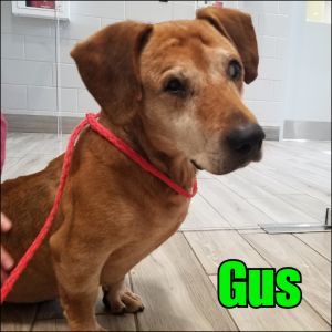 Gus