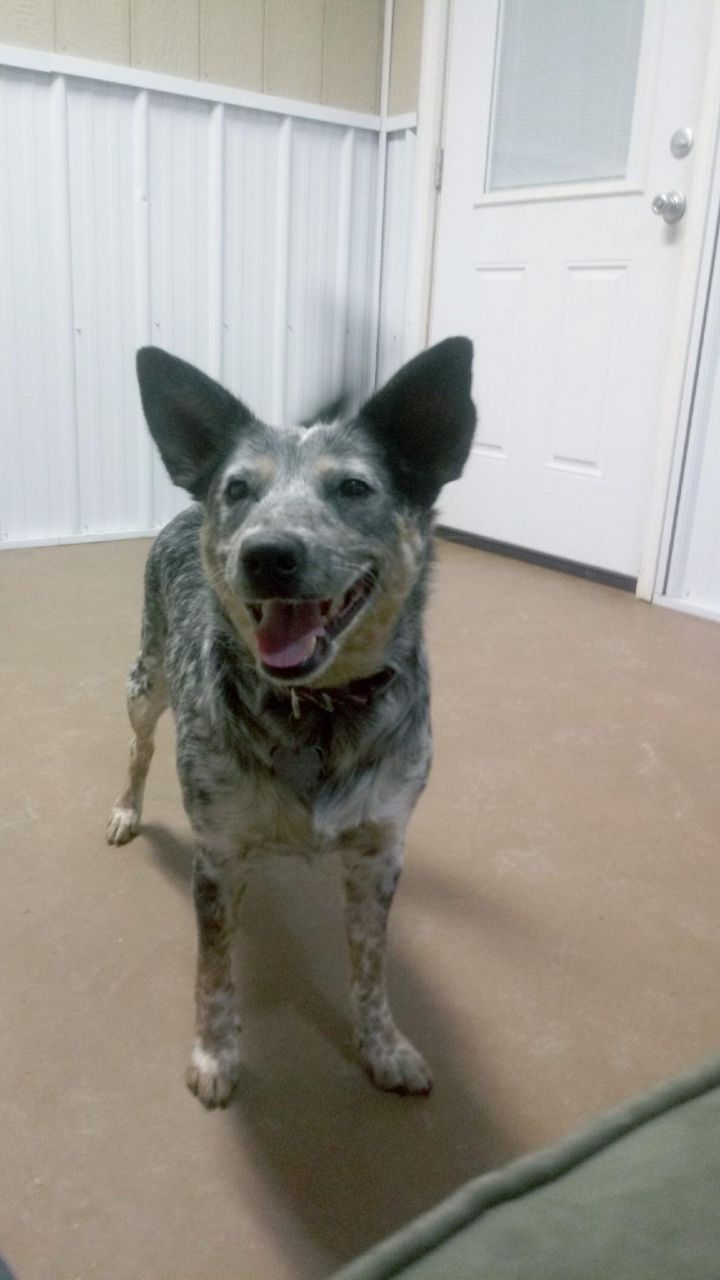 Poppy, an adopted Australian Cattle Dog / Blue Heeler in South Charleston, OH_image-1