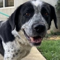 Snider - applications currently under review/not accepting additional, an adoptable Great Pyrenees Mix in Minneapolis, MN_image-1