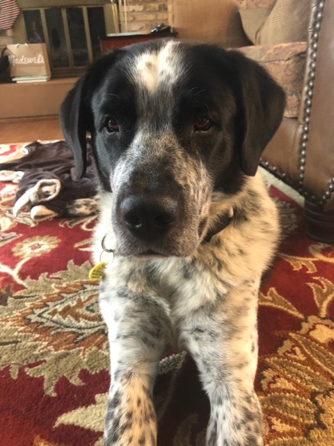 Dog for adoption - Snider, a Great Pyrenees Mix in Minneapolis, MN