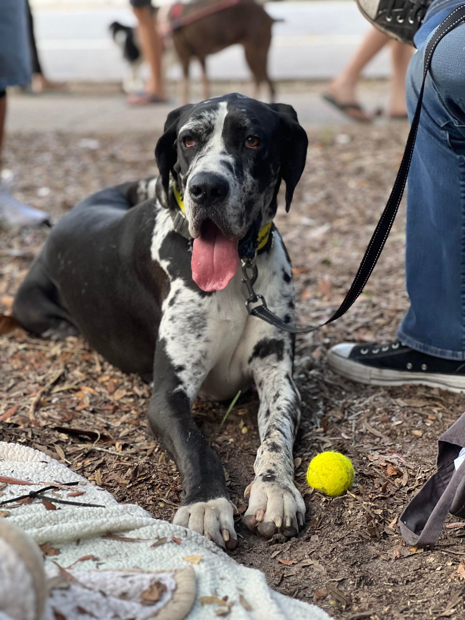 Merlin, an adoptable Great Dane in Pensacola, FL, 32505 | Photo Image 1