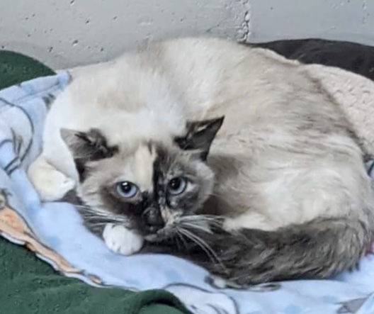 Gigi, an adoptable Domestic Short Hair, Snowshoe in St. George, UT, 84770 | Photo Image 1