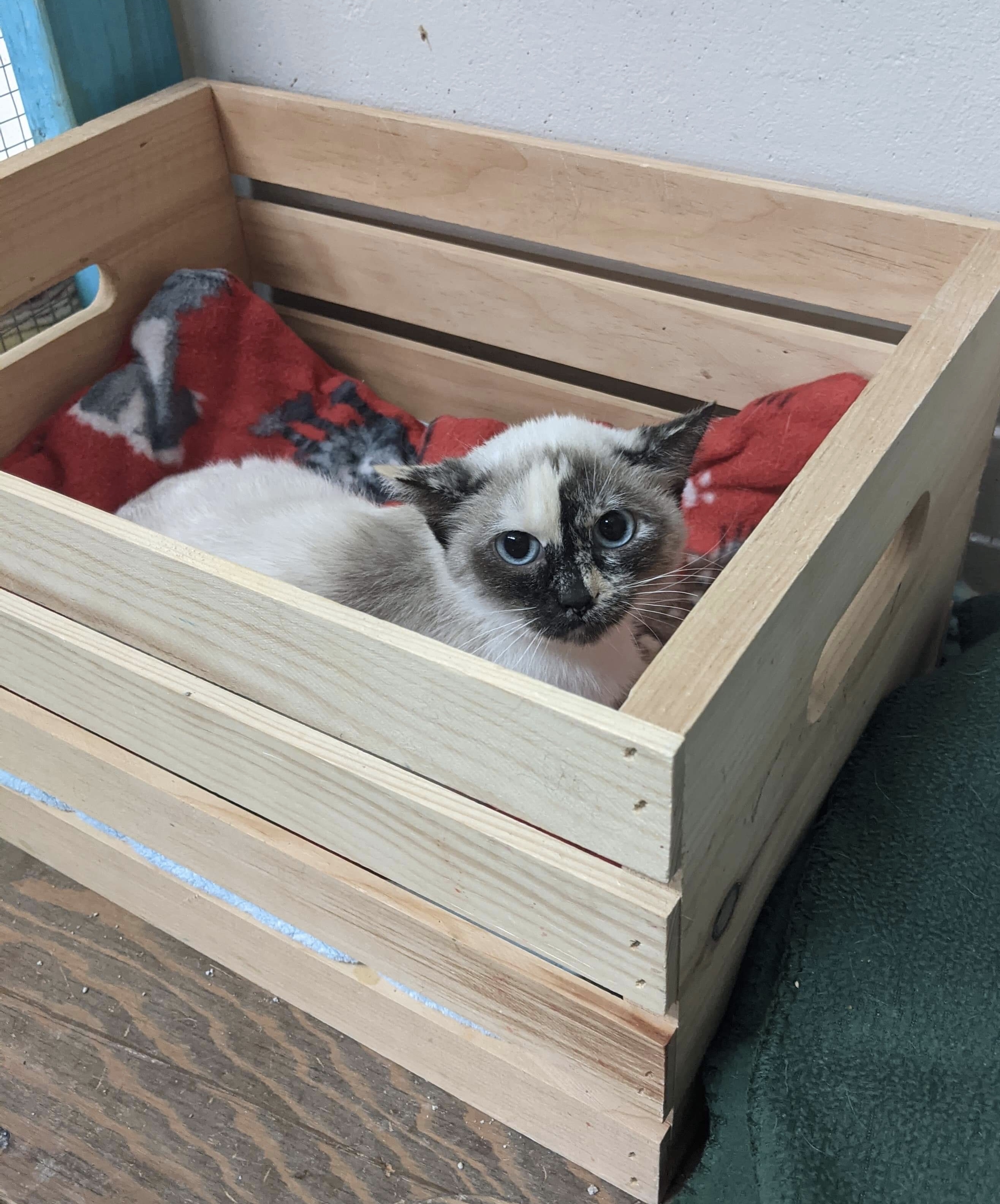 Gigi, an adoptable Domestic Short Hair, Snowshoe in St. George, UT, 84770 | Photo Image 2