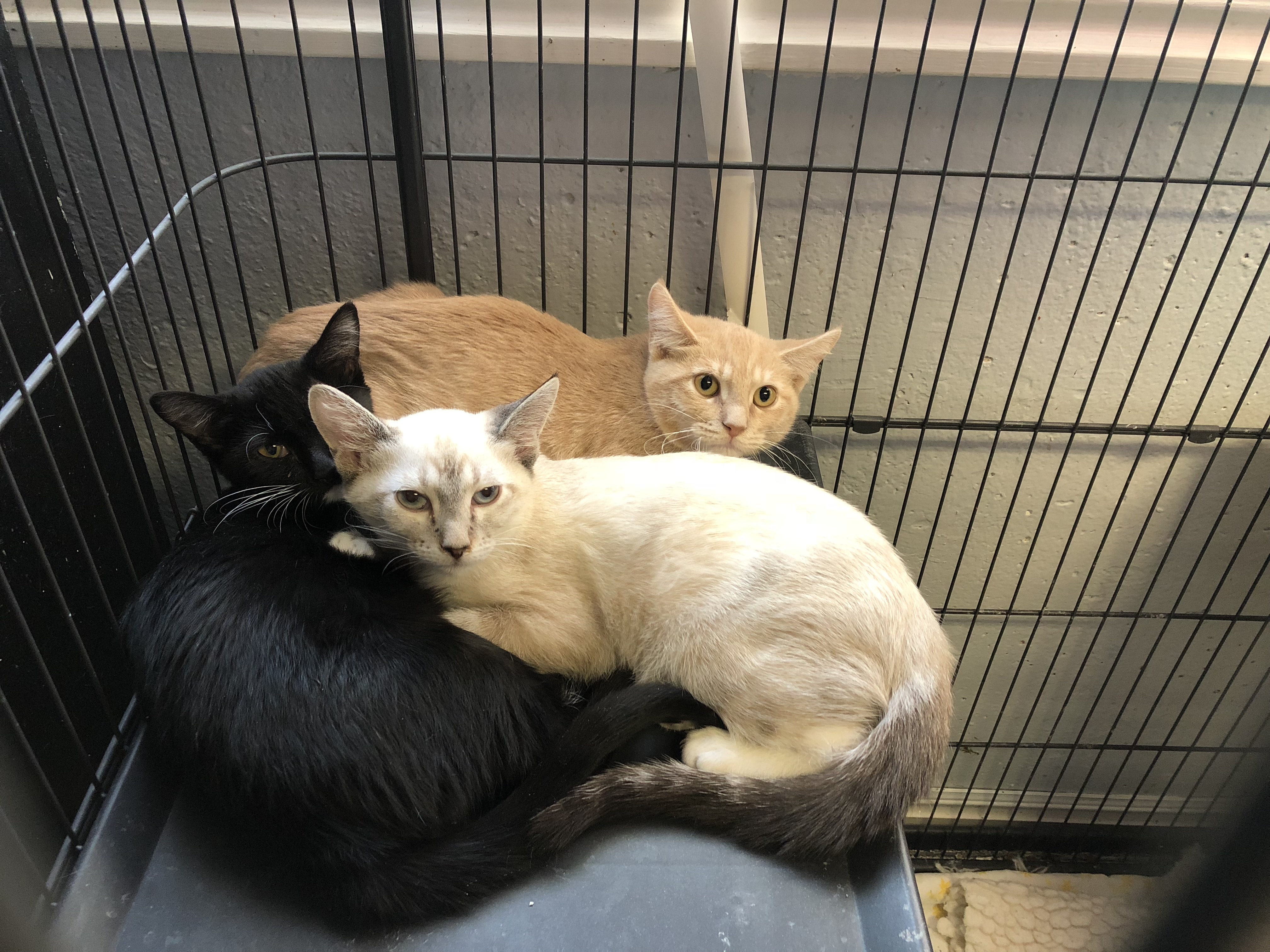 Gigi, an adoptable Domestic Short Hair, Snowshoe in St. George, UT, 84770 | Photo Image 4