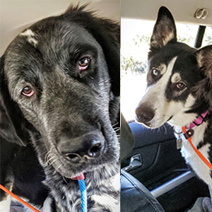 Johnny and Moira, an adoptable German Wirehaired Pointer in Edmond, OK, 73003 | Photo Image 1