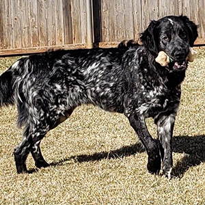 Johnny and Moira, an adoptable German Wirehaired Pointer in Edmond, OK, 73003 | Photo Image 5
