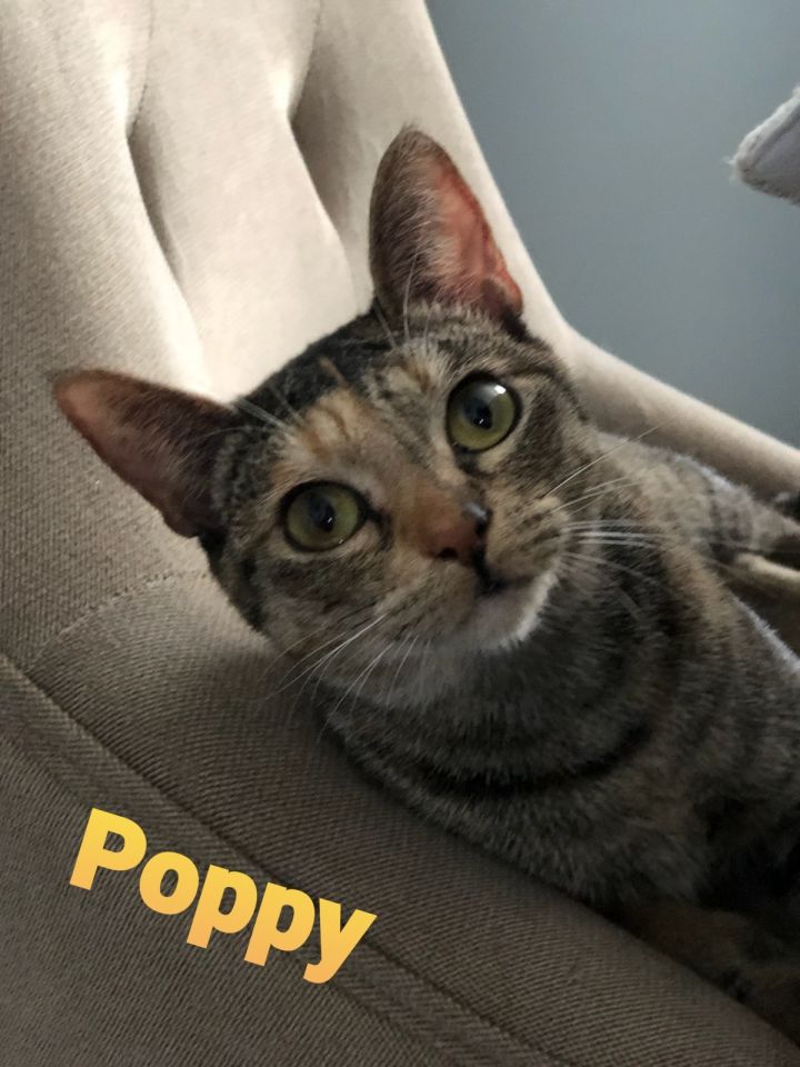 Poppy 2