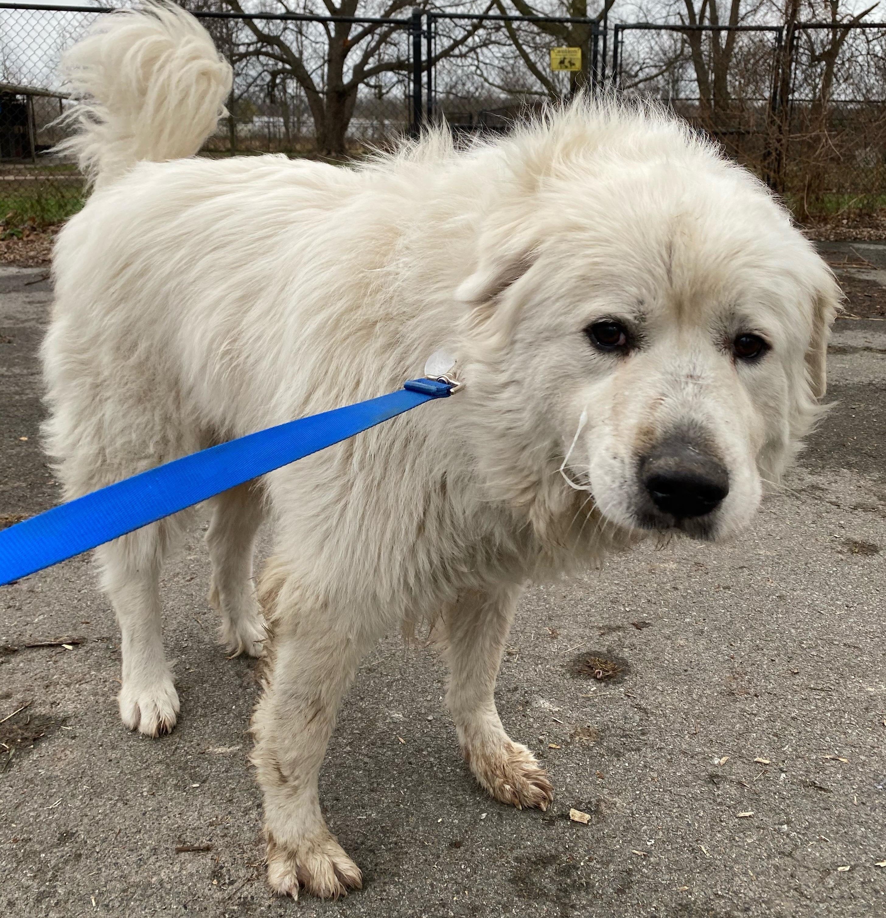 Bane - Devoted - Foster Needed, an adoptable Great Pyrenees in Indianapolis, IN, 46260 | Photo Image 2