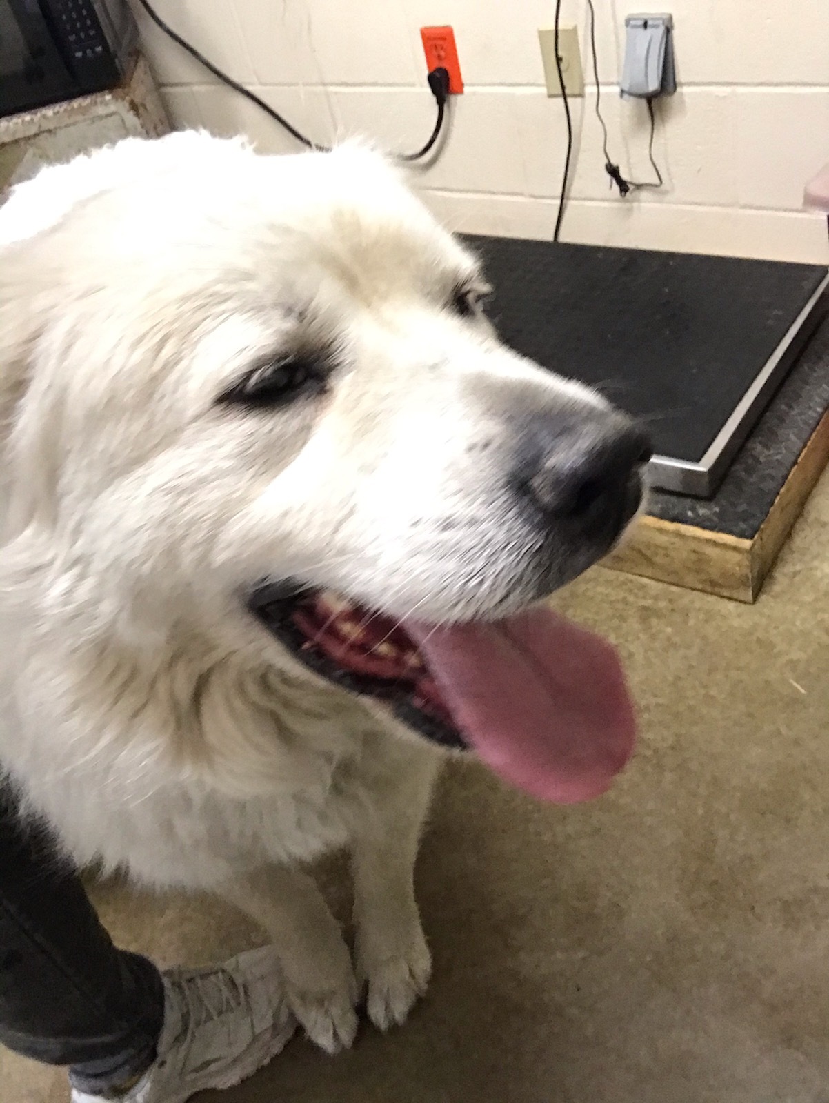 Bane - Devoted - Foster Needed, an adoptable Great Pyrenees in Indianapolis, IN, 46260 | Photo Image 1
