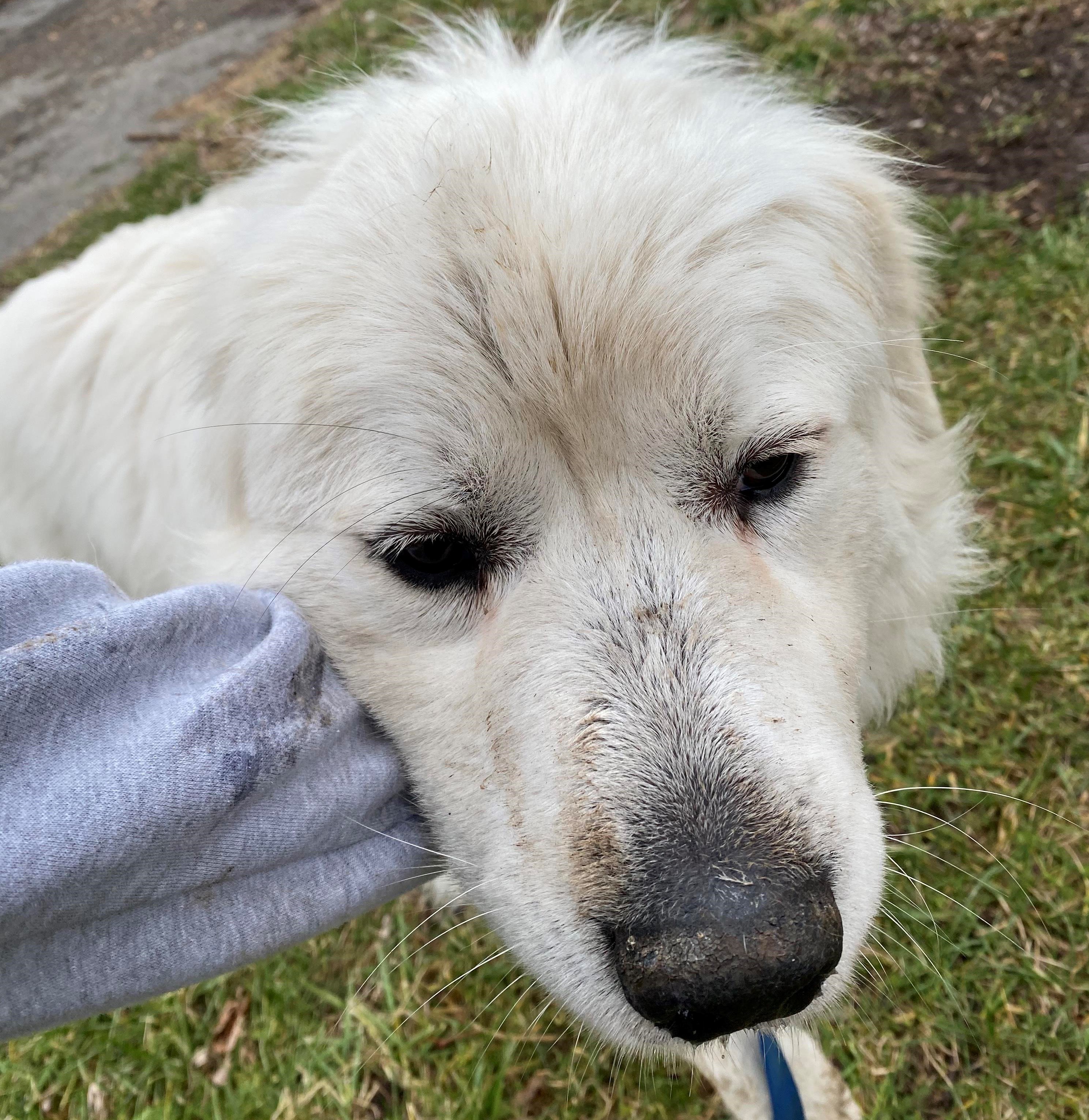Bane - Devoted - Foster Needed, an adoptable Great Pyrenees in Indianapolis, IN, 46260 | Photo Image 3
