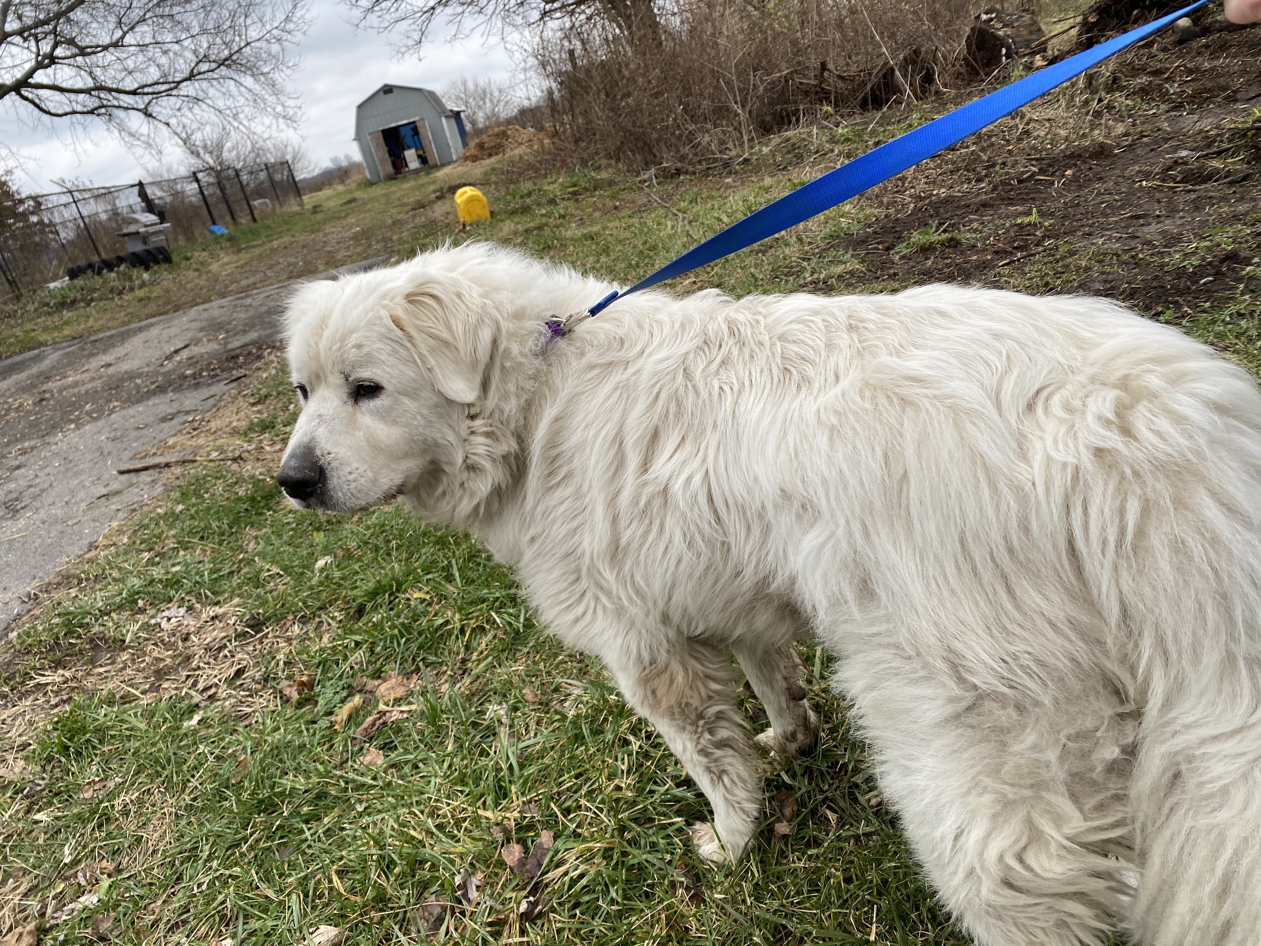 Bane - Devoted - Foster Needed, an adoptable Great Pyrenees in Indianapolis, IN, 46260 | Photo Image 4