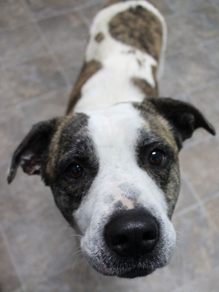 Lola (Adoption Fee Sponsored!), an adoptable Pit Bull Terrier in Neillsville, WI_image-4