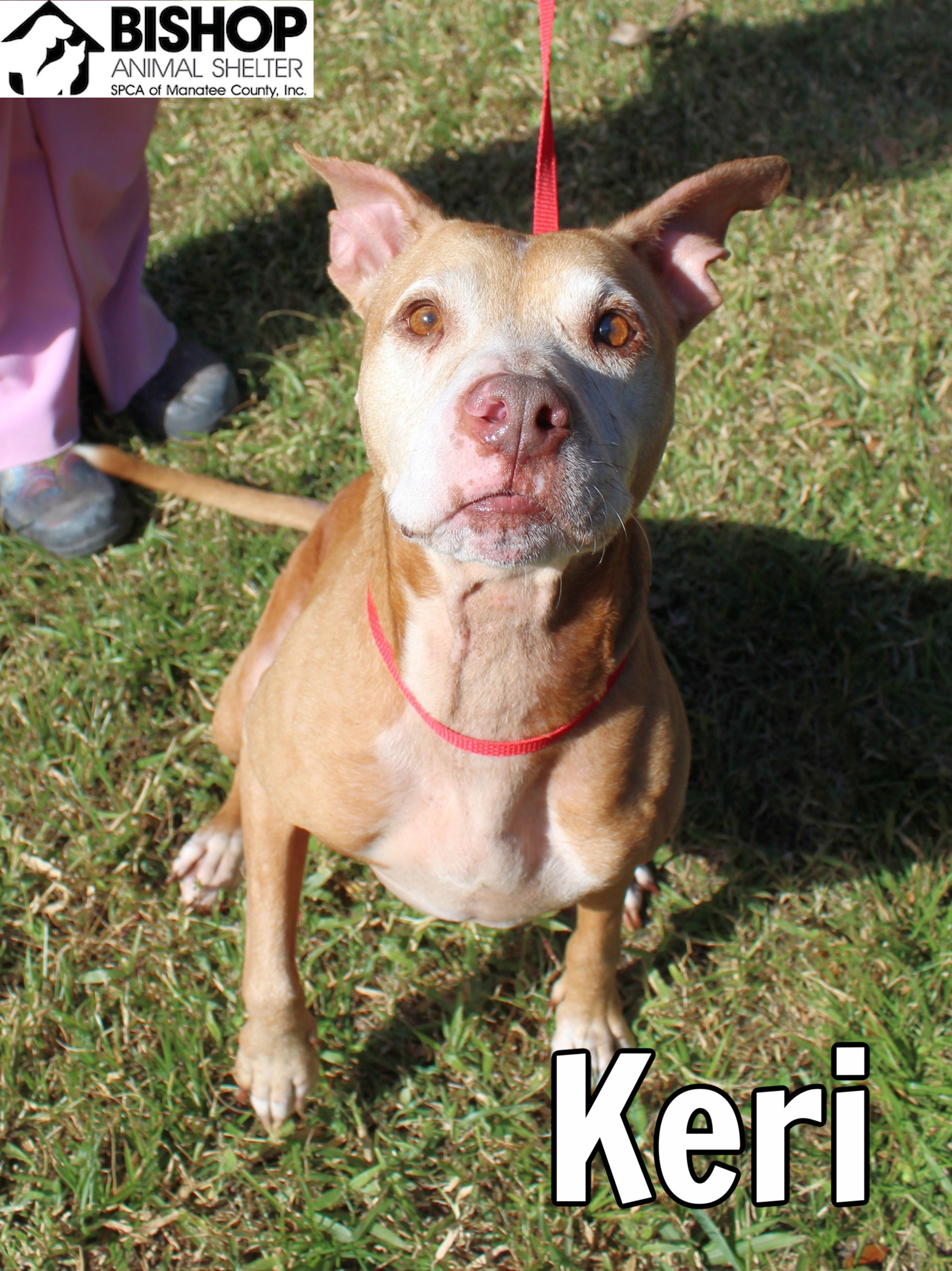Keri, an adoptable Mixed Breed in Bradenton, FL, 34209 | Photo Image 1