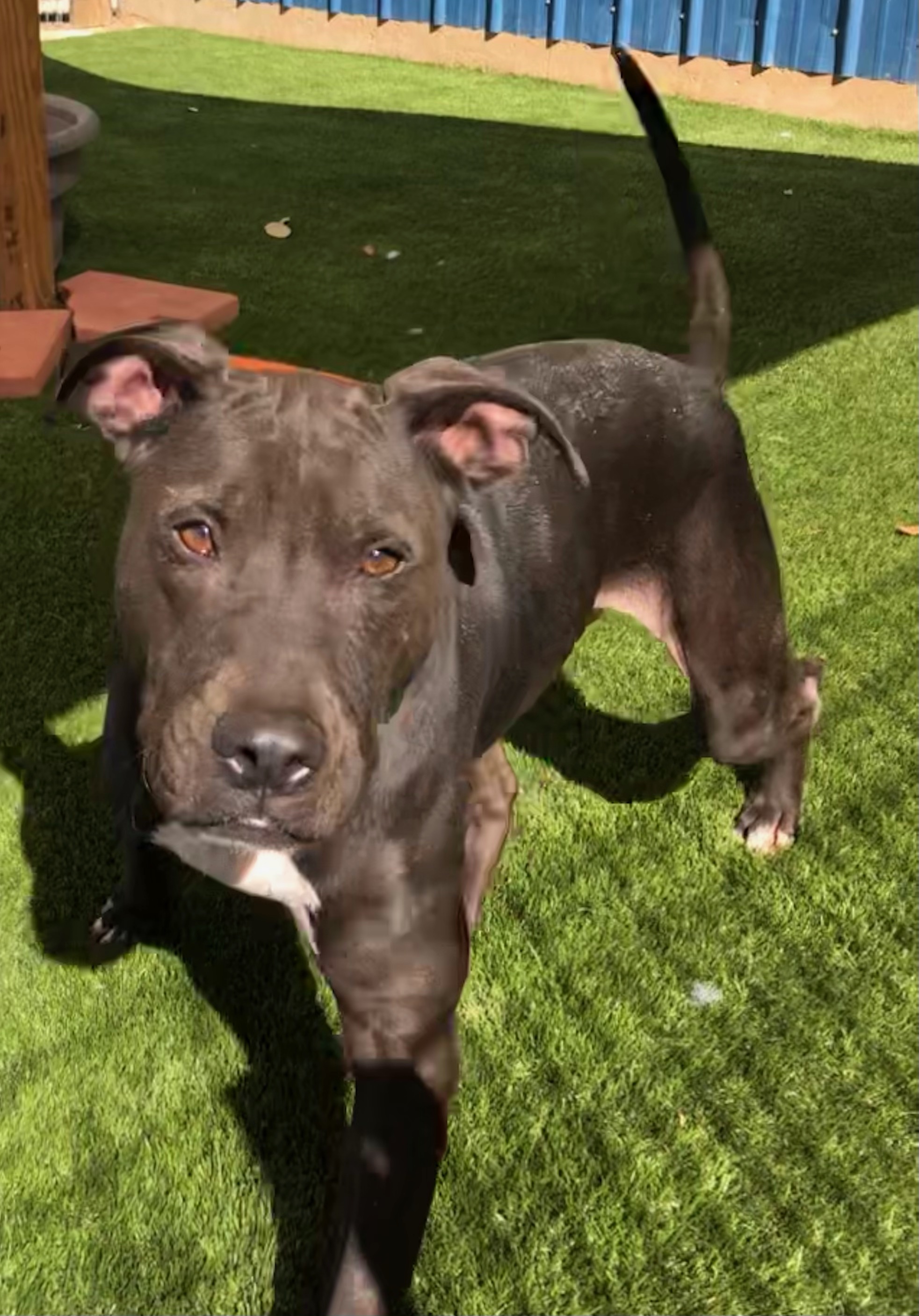 Jett, an adoptable Labrador Retriever, American Staffordshire Terrier in Floresville, TX, 78114 | Photo Image 1