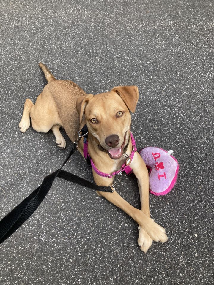 Dog For Adoption Natalie A Labrador Retriever Vizsla Mix In Jersey City Nj Petfinder