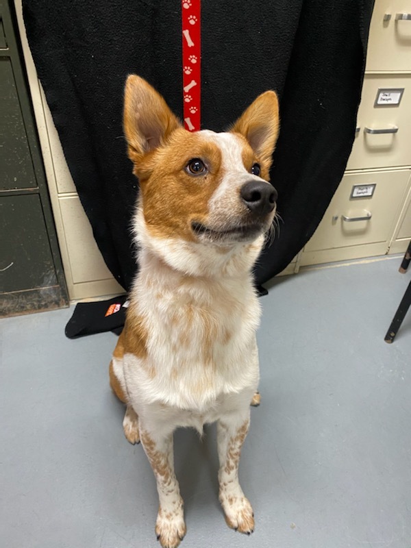 Cowboy, an adoptable Cattle Dog in Hawk Point, MO, 63349 | Photo Image 2