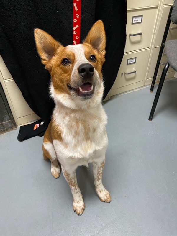 Cowboy, an adoptable Cattle Dog in Hawk Point, MO, 63349 | Photo Image 3