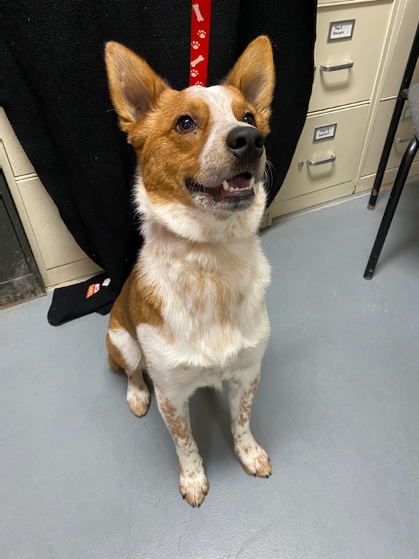 Cowboy, an adoptable Cattle Dog in Hawk Point, MO, 63349 | Photo Image 4