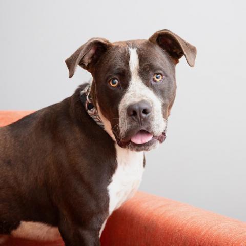 Chavez, an adoptable American Staffordshire Terrier, Boxer in Kanab, UT, 84741 | Photo Image 1